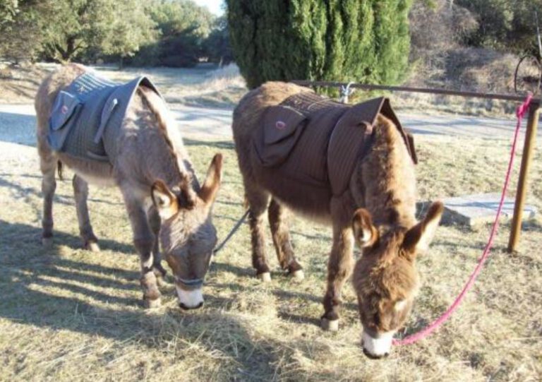 Walks with donkeys (Camp'ânes in Ventérol)