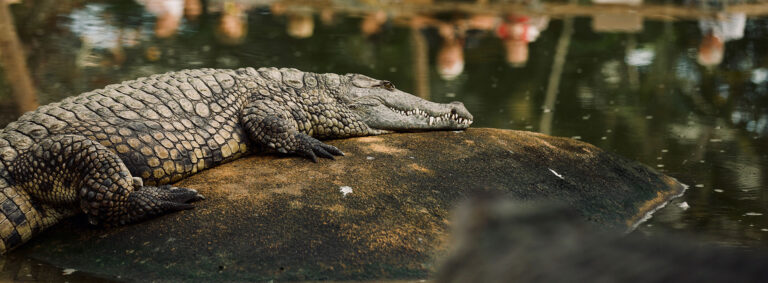 Crocodiles farm (Montélimar)