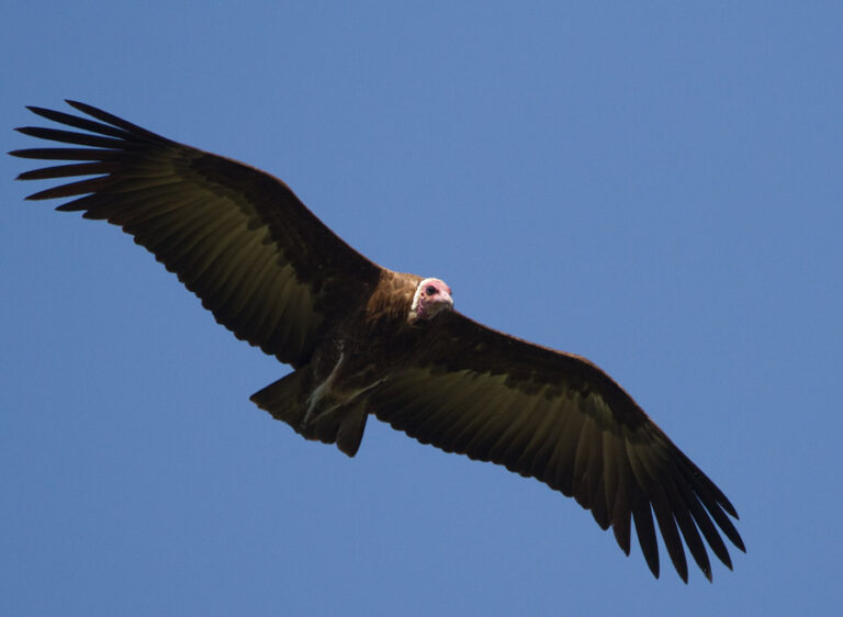 Observation of vultures (Rémuzat)