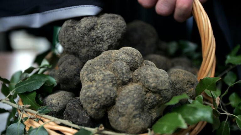 Truffles of Richerenches